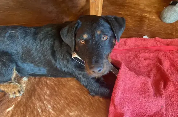 Chienne noire et marron trouvée à Talloires - photo