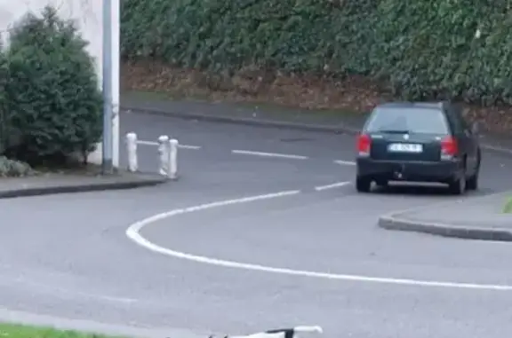 Chien errant rue Tristan Corbière - photo