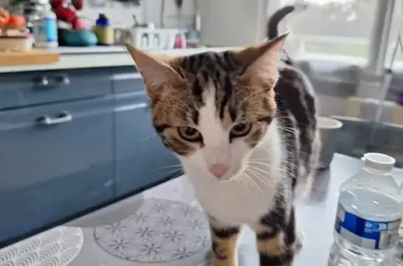 Chat perdu, Champs-sur-Marne, photo: Chat mâle castré perdu à Champs-sur-Marne
