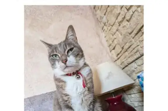 Chat 2 ans perdu à Auribeau-sur-Siagne - photo