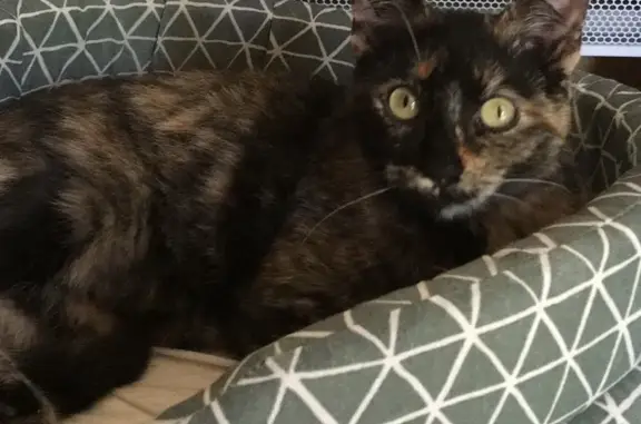 Chat perdu, , photo: Chatte écaille disparue à Fleurance
