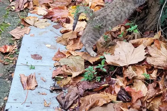 Chaton craintif trouvé sous voiture - photo