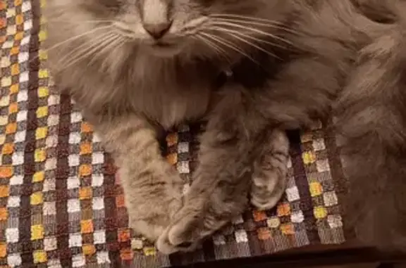 Chat trouvé, beige gris, collier rouge - photo