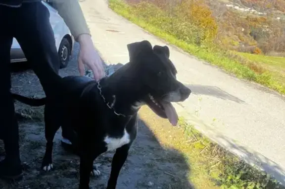 Animaux trouvés , photo: Chienne noire et blanche trouvée à Crêts
