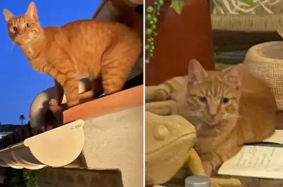 Recherche chat roux sociable disparu - photo