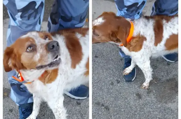 Chien épagneul breton trouvé à Brié-et-Angonnes - photo