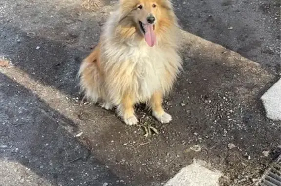 Chien doré trouvé à Savignac-les-Ormeaux - photo