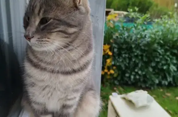 Animaux trouvés Manthelan, photo: Chat européen trouvé à Manthelan
