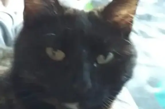 Chatte écaille perdue à Albigny-sur-Saône - photo