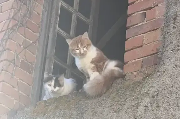 Chat trouvé , photo: Deux chats trouvés ensemble à Teillet