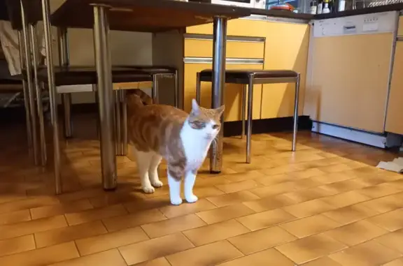 Chat perdu, Biarritz, photo: Chat roux et blanc perdu à Biarritz