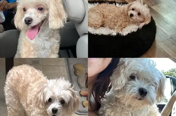 Missing Havapoo: Beige & White in Dallas