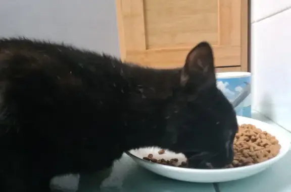 Jeune chat noir trouvé à Questembert - photo