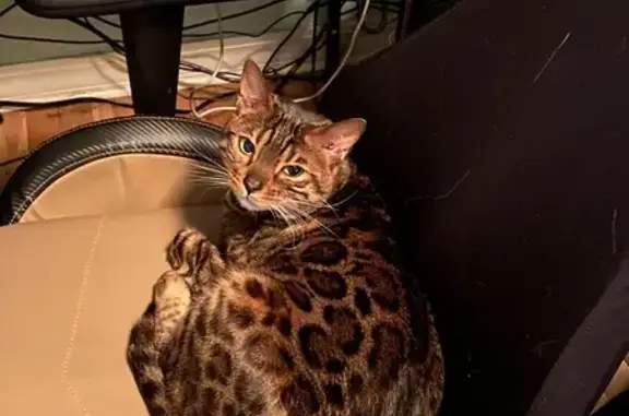 Lost: Brown Bengal Cat, Green Eyes