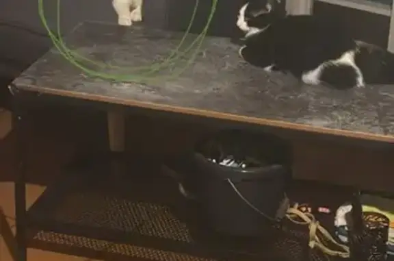 Chat trouvé, cherche famille d'accueil urgente - photo