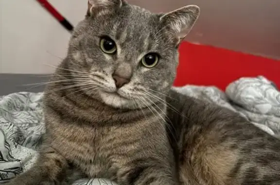 Animaux perdus Alfortville, photo: Chat tigre européen perdu à Alfortville