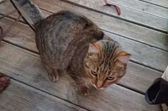 Chat trouvé Tourbes, photo: Chatte câline trouvée, encoche à l'oreille