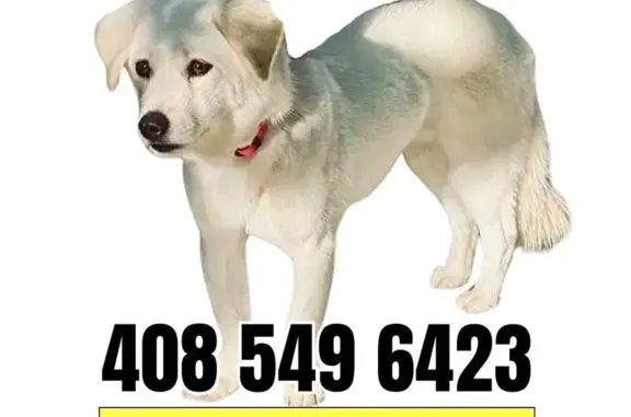 Help Find Our Missing White Lab Mix