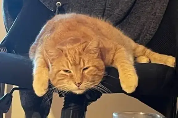 Chat roux perdu à Saintes, très sociable - photo