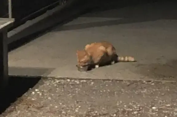 Chat trouvé , photo: Chat roux trouvé Av. des Tisserands