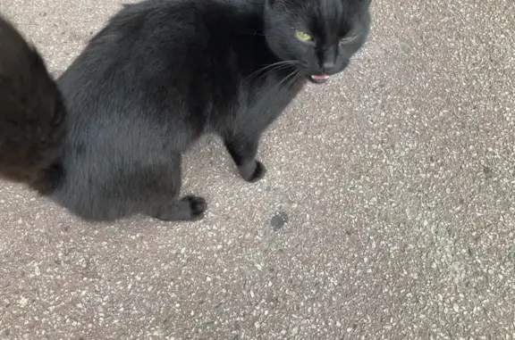 Chat trouvé devant le restaurant à Limoges - photo