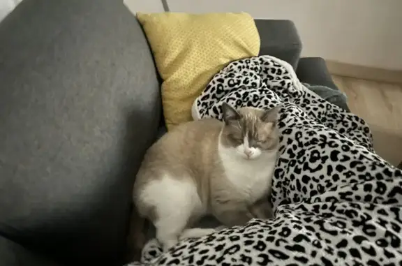 Chat perdu, Varennes-sur-Allier, photo: Chat beige/blanc/gris perdu à Varennes