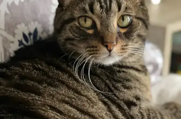 Lost Friendly Tabby in Athens Area