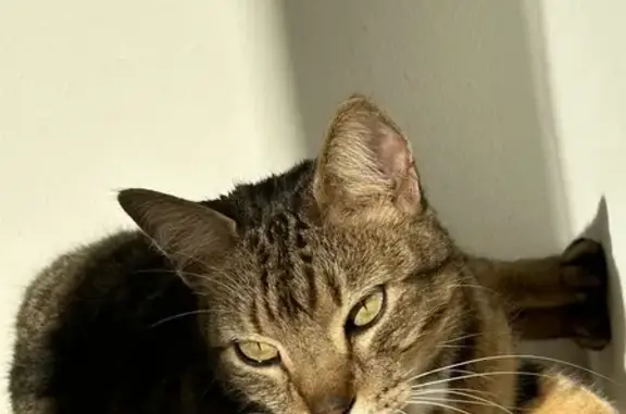 Chat perdu, Heyrieux, photo: Chat mâle castré perdu à Heyrieux