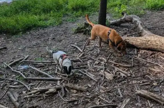 Lost: 60lb Brown Hound in Olney Area