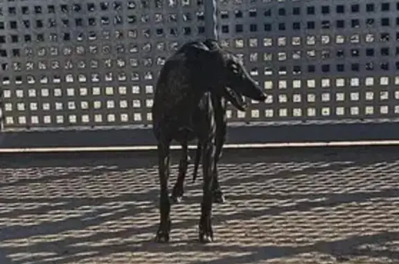 ¡Ayuda! Perro perdido en Algemesí