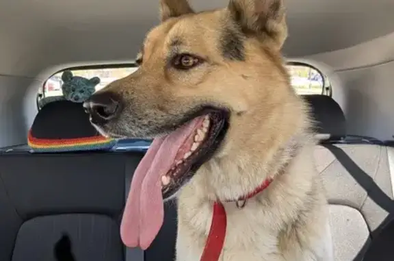 Found: Two Pups Near Harbins Road