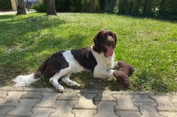 Chien perdu Verrières, photo : Deux chiens volés à Verrières