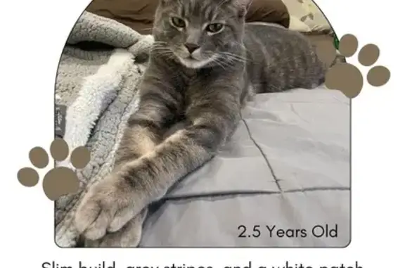 Missing Grey Cat: Dunelm St, Toronto