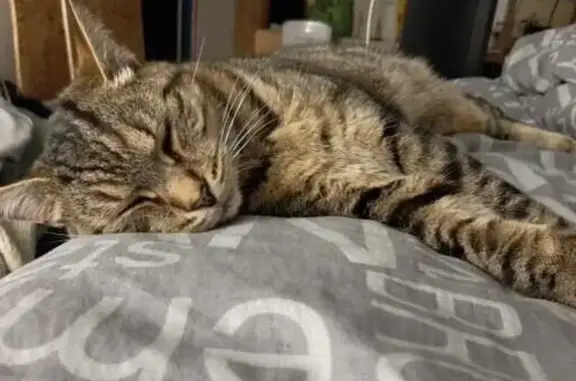 Animaux perdus Guilers, photo: Chat européen tigré perdu à Guilers