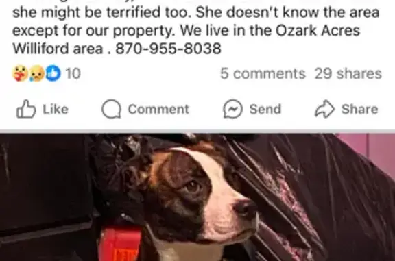 Lost Brindle Pit Bull Mix on Lakeshore