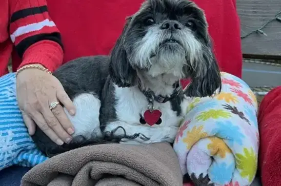 Lost Shih Tzu: Black & White Male, 3085