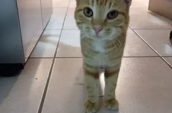 Chaton roux sociable trouvé à Marclopt - photo
