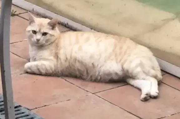 Chat tatoué trouvé à Aussonne - photo
