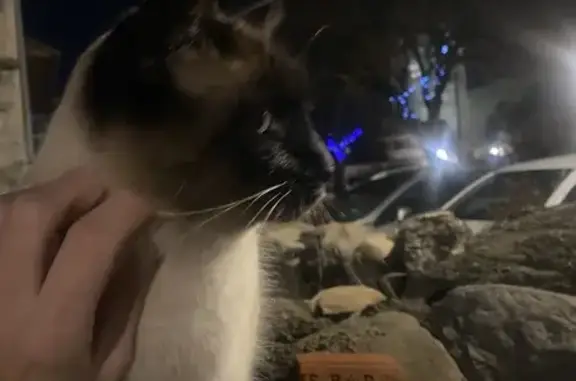Chat siamois trouvé, adulte, Place du Fort - photo