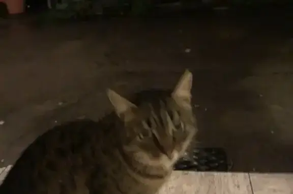 Chat tigré trouvé à Brissac-Loire-Aubance - photo