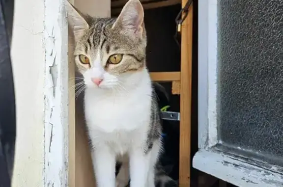 Chatte perdue à Couzeix : Bella, peureuse - photo