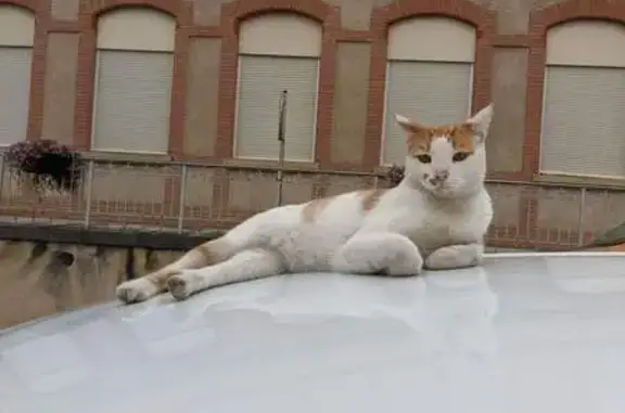 Animaux perdus Cazères, photo: Corey, chat mascotte du village, disparu