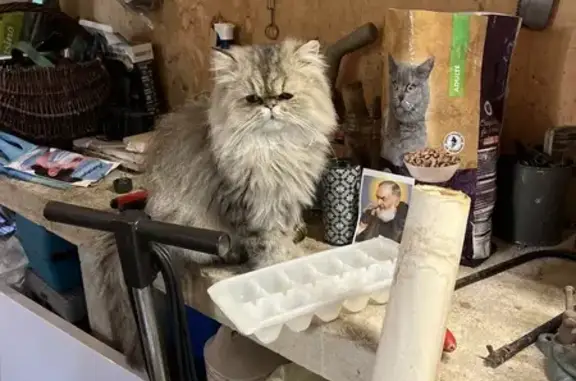 Chat persan gris/marron disparu à La Croix-Valmer - photo