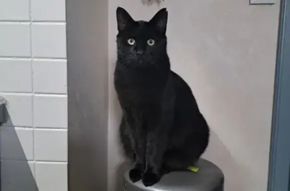 Chat perdu, Joué-lès-Tours, photo: Chat noir disparu à Joué-lès-Tours