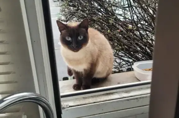 Animaux perdus Villeneuve-d'Ascq, photo: Chat perdu à Villeneuve-d'Ascq
