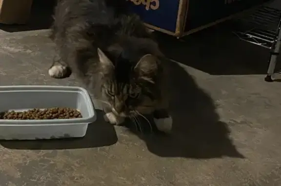 Friendly Cat Found in Civic Park, Reynoldsburg