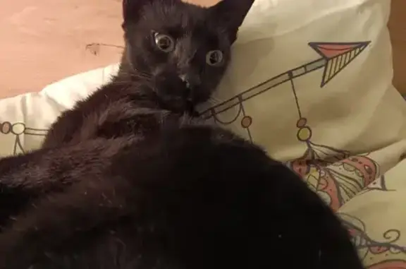 Chat perdu, , photo: Chat noire disparue, tatouée et pucée
