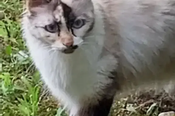Chatte joueuse trouvée à Saint-Lumier - photo