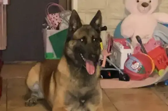 Malinois craintif perdu à Rouvres - photo