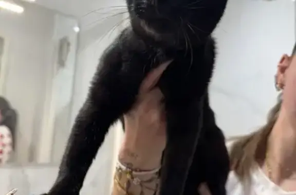 Chat noir trouvé, câlin, collier gris - photo